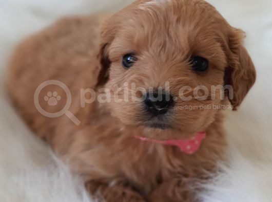 Brown Renk Dişi Maltipoo Yavrumuz Teslime Hazır görsel
