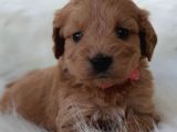 Brown renk Dişi Maltipoo Yavrumuz Teslime Hazır