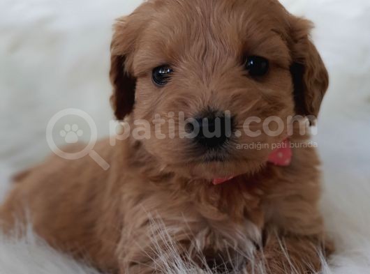 Brown Renk Dişi Maltipoo Yavrumuz Teslime Hazır