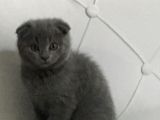 4 Aylık Oğlumu Yurtdışı Çıkış Nedeniyle Sahiplendirmek Istiyorum