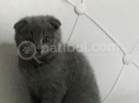 4 Aylık Oğlumu Yurtdışı Çıkış Nedeniyle Sahiplendirmek Istiyorum görsel