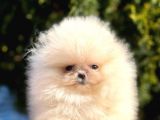 Ayıcık Sevimli Mini Boy Pomeranian Yavrular