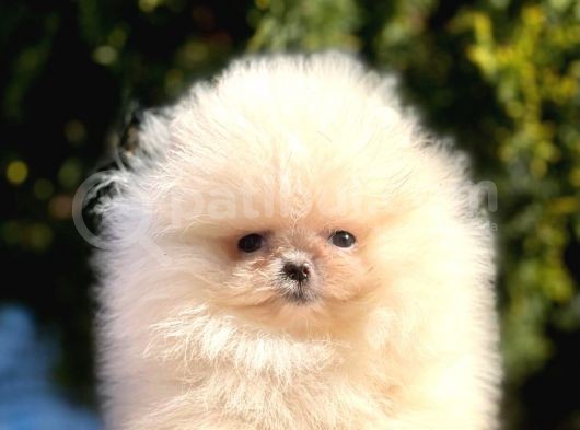 Ayıcık Sevimli Mini Boy Pomeranian Yavrular görsel