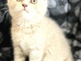 Efsane Bri̇ti̇sh Shorthai̇r Li̇lac