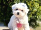 Maltese Mini Boy Yavrular