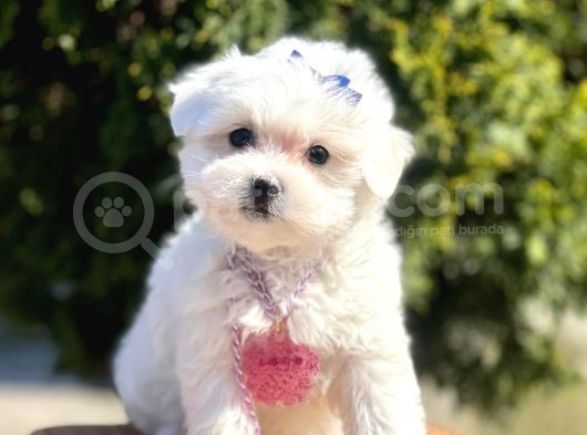 Maltese Mini Boy Yavrular