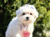 Maltese Mini Boy Yavrular