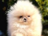 Ayıcık Sevimli Mini Boy Pomeranian Yavrular