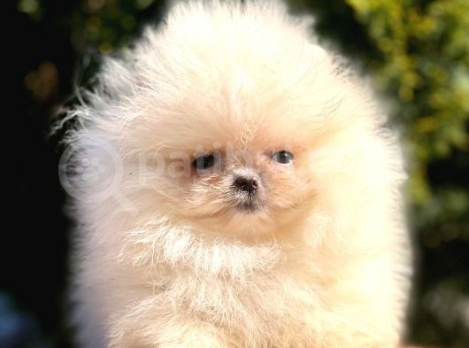 Ayıcık Sevimli Mini Boy Pomeranian Yavrular görsel