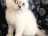 Efsane Bri̇ti̇sh Shorthai̇r Blue Poi̇nt