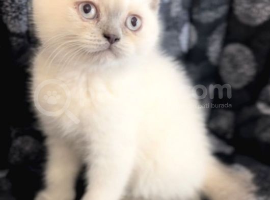 Efsane Bri̇ti̇sh Shorthai̇r Blue Poi̇nt görsel