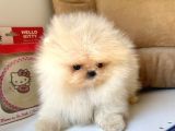 Safkan Pomeranian Boo Yavrularımız