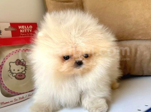 Safkan Pomeranian Boo Yavrularımız görsel