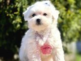 Maltese Mini Boy Yavrular