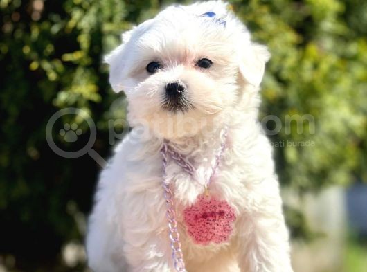 Maltese Mini Boy Yavrular görsel