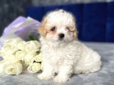 Maltipoo Dizayn Irk Sevimli Yavrular