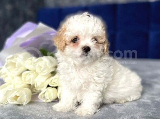 Maltipoo Dizayn Irk Sevimli Yavrular