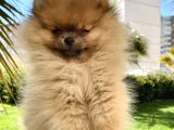 Saf Pomeranian Dişi 2,5 Aylık Ayı Sürat