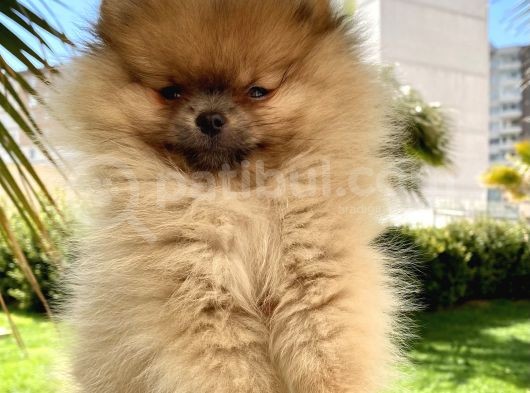 Saf Pomeranian Dişi 2,5 Aylık Ayı Sürat görsel