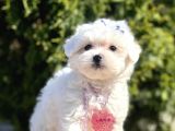 Maltese Mini Boy Yavrular