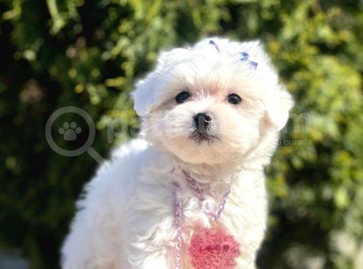 Maltese Mini Boy Yavrular görsel
