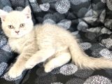 Efsane Bri̇ti̇sh Shorthai̇r Li̇lac