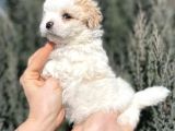 Maltipoo Dizayn Irk Sevimli Yavrular