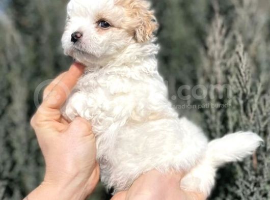 Maltipoo Dizayn Irk Sevimli Yavrular görsel