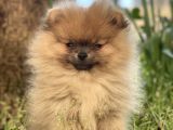 Saf Pomeranian Dişi 2,5 Aylık Ayı Sürat