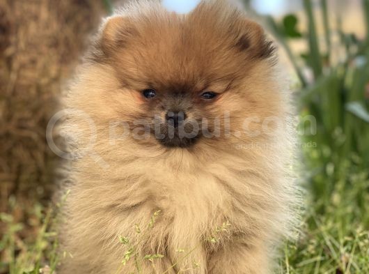 Saf Pomeranian Dişi 2,5 Aylık Ayı Sürat görsel