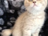 Efsane Bri̇ti̇sh Shorthai̇r Li̇lac