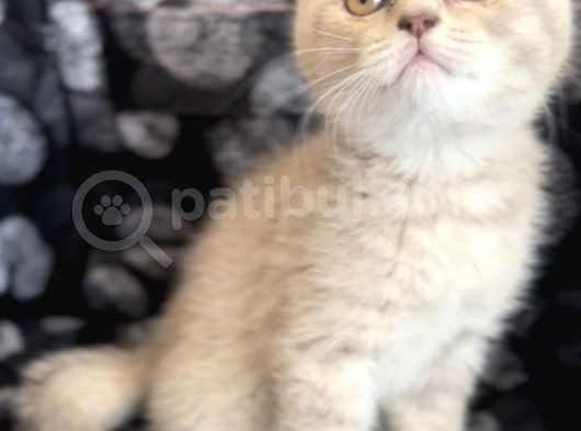 Efsane Bri̇ti̇sh Shorthai̇r Li̇lac görsel