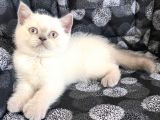 Efsane Bri̇ti̇sh Shorthai̇r Blue Poi̇nt