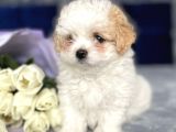 Maltipoo Dizayn Irk Sevimli Yavrular
