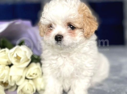 Maltipoo Dizayn Irk Sevimli Yavrular görsel