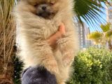 Saf Pomeranian Dişi 2,5 Aylık Ayı Sürat