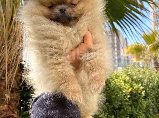 Saf Pomeranian Dişi 2,5 Aylık Ayı Sürat görsel