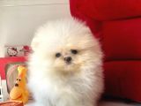 Safkan Pomeranian Boo Yavrularımız