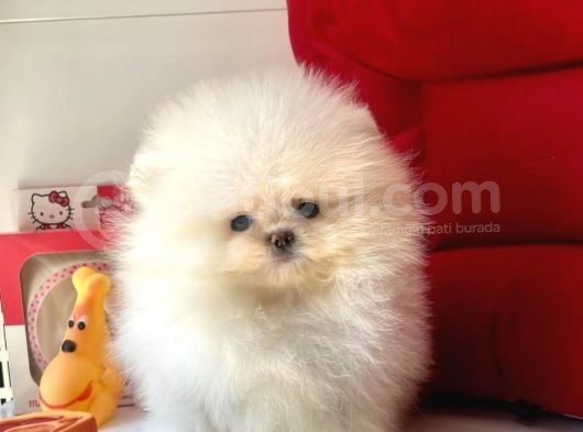 Safkan Pomeranian Boo Yavrularımız görsel