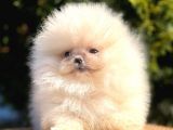 Ayıcık Sevimli Mini Boy Pomeranian Yavrular