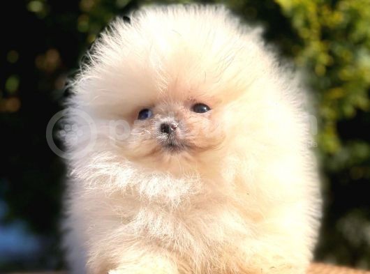 Ayıcık Sevimli Mini Boy Pomeranian Yavrular görsel