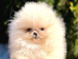 Ayıcık Sevimli Mini Boy Pomeranian Yavrular