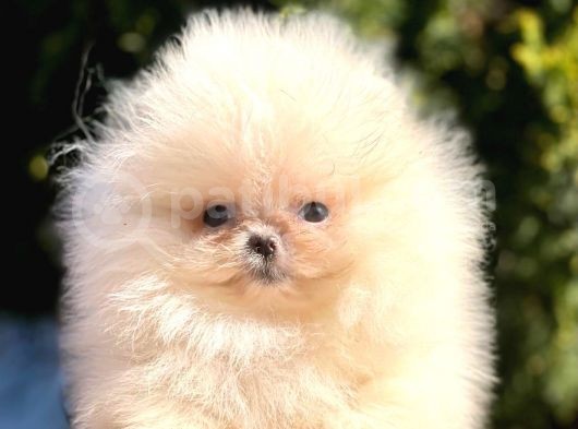 Ayıcık Sevimli Mini Boy Pomeranian Yavrular