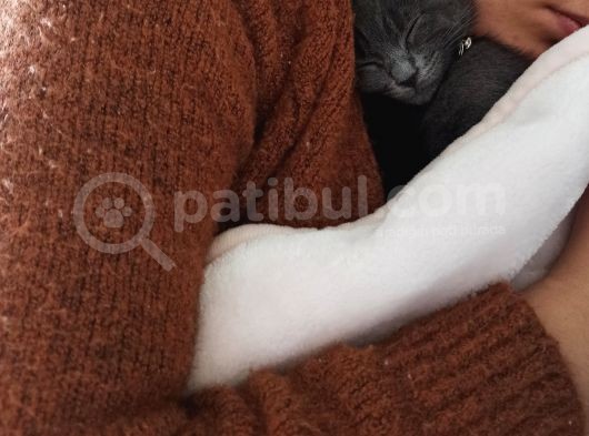 Russian Blue 3 Aylık Herşeyiyle 1 Yıllık Aşı Ödemesiyle görsel