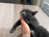 Russian Blue 3 Aylık Herşeyiyle 1 Yıllık Aşı Ödemesiyle