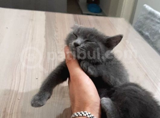 Russian Blue 3 Aylık Herşeyiyle 1 Yıllık Aşı Ödemesiyle görsel