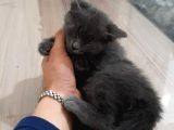 Russian Blue 3 Aylık Herşeyiyle 1 Yıllık Aşı Ödemesiyle