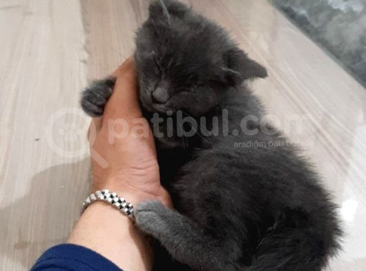 Russian Blue 3 Aylık Herşeyiyle 1 Yıllık Aşı Ödemesiyle