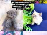 Irk Ve Sağlik Garanti̇li̇ Erkek-Di̇şi̇ Scottish Straight Yavrular