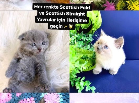 Irk Ve Sağlik Garanti̇li̇ Erkek-Di̇şi̇ Scottish Straight Yavrular görsel